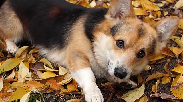 有趣的狗要食物。在美丽的秋天森林里散步的威尔士柯基犬。视频素材