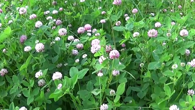 草地草粉色三叶草全景使用稳定器。高清视频镜头运动摄像机。采用垂直全景的方法视频素材