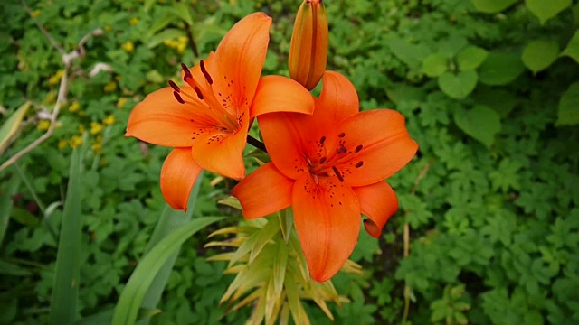 橙色植物黄百合细节特写高清镜头-草本虎百合花视频视频素材