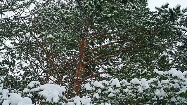 雪花在松树的背景下飘落视频素材