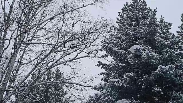 雪花落在桦树和蓝色云杉的背景上视频素材