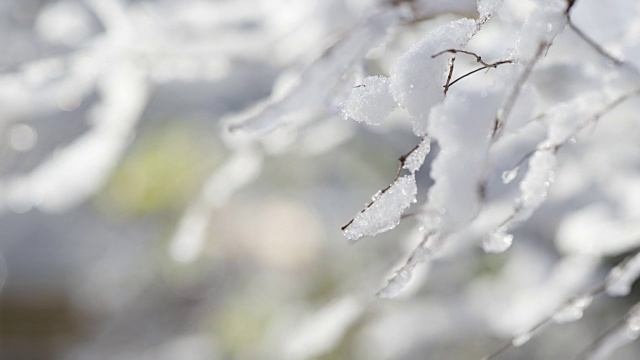 白雪覆盖的树枝视频素材