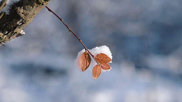 树叶和树枝被雪覆盖视频素材