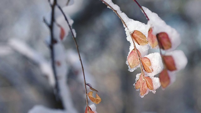 树叶和树枝被雪覆盖视频素材