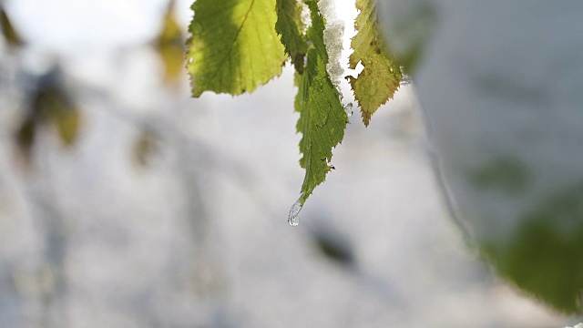 树叶和树枝被雪覆盖视频素材