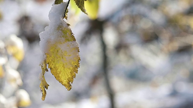 树叶和树枝被雪覆盖视频素材