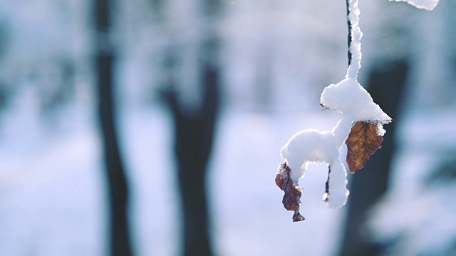 树叶和树枝被雪覆盖视频素材