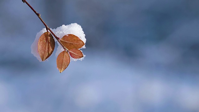 树叶和树枝被雪覆盖视频素材