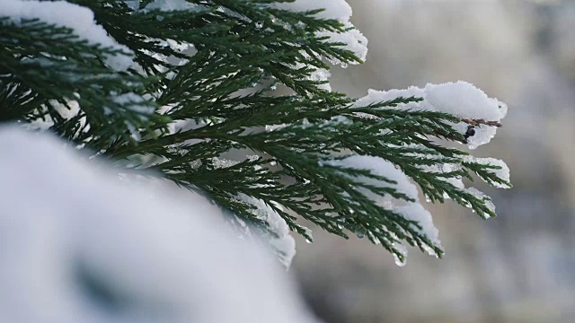 白雪覆盖着松树的树枝视频素材