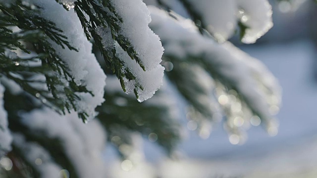 白雪覆盖着松树的树枝视频素材