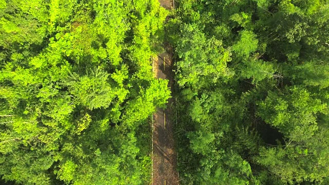 无人机航拍的冒险旅游自行车骑手在森林的道路上视频素材