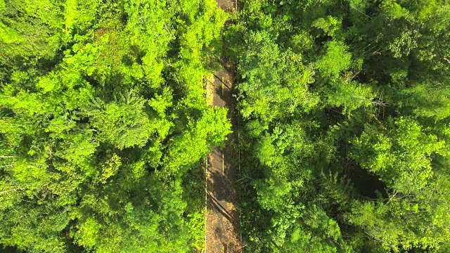 无人机航拍的冒险旅游自行车骑手在森林的道路上视频素材