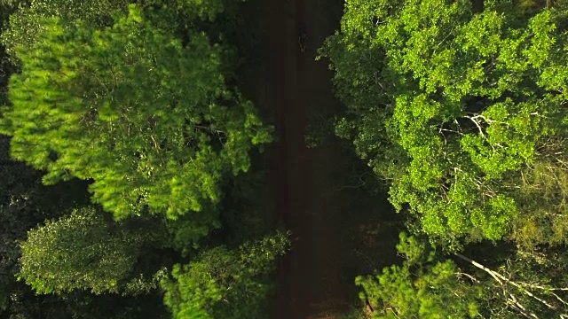 无人机航拍的冒险旅游自行车骑手在森林的道路上视频素材