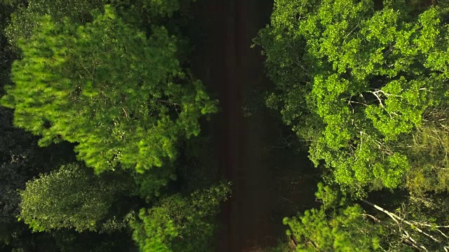 无人机航拍的冒险旅游自行车骑手在森林的道路上视频素材