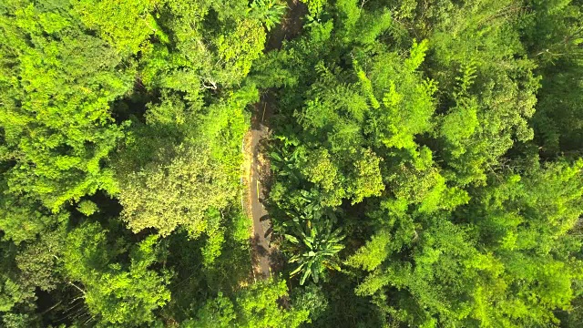 无人机航拍的冒险旅游自行车骑手在森林的道路上视频素材