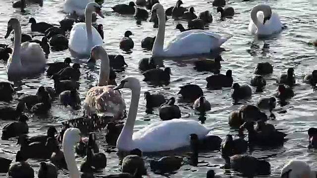 有许多黑鸟和白天鹅的冬湖。视频素材