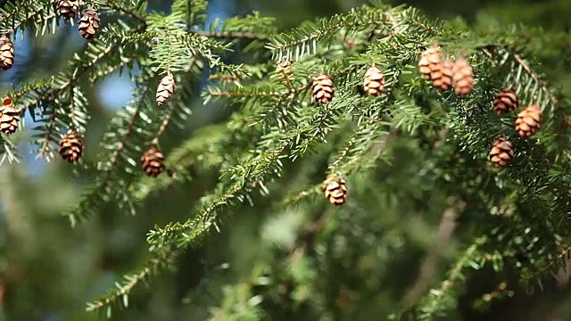 松树和球果特写视频素材