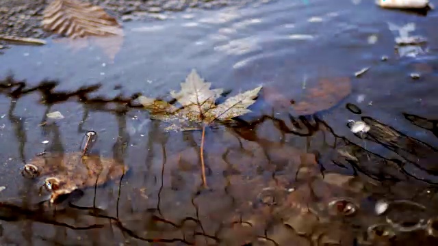 一滩水，篱笆视频素材