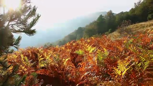 徒步穿越蕨山森林，个人视角步行POV视频素材