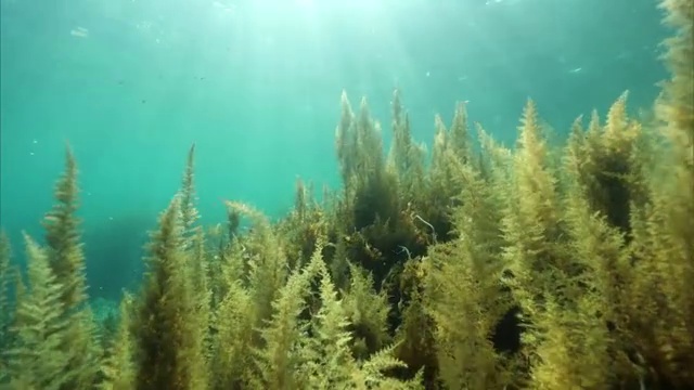 水下拍摄;日本北海道Shakotan半岛附近海草的摄影车。视频素材