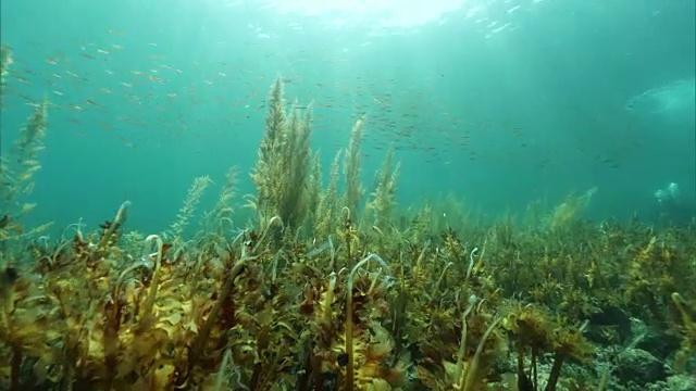 水下拍摄;多莉在日本北海道Shakotan半岛拍摄海草和小鱼。视频素材