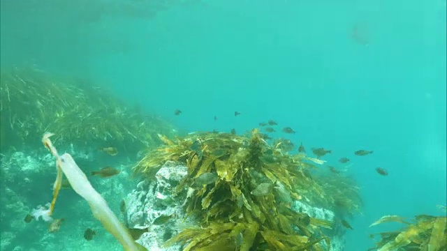 水下拍摄;多莉在日本北海道Shakotan半岛拍摄海草和小鱼。视频素材