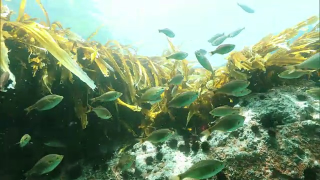 水下拍摄;多莉在日本北海道Shakotan半岛拍摄海草和小鱼。视频素材