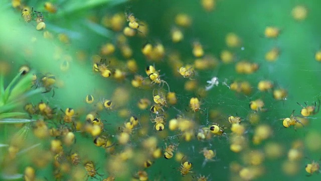 野生环境中新生黄蜂蜘蛛的巢穴视频素材