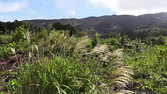 日本东京伊豆大岛的自然风光视频素材