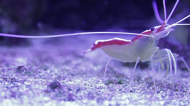 海洋水族馆视频素材