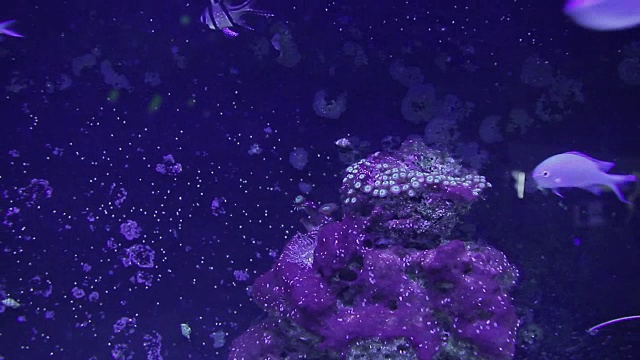 海洋水族馆视频素材