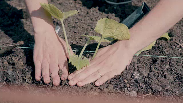 在社区花园种植绿色蔬菜的人视频素材