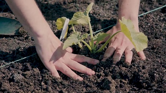 在社区花园种植绿色蔬菜的人视频素材