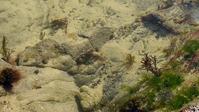 卡兰泰克海岸的岩石池。视频素材