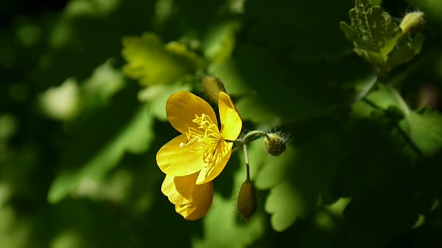 Chelidonium majus。春天背景模糊的大白屈菜的蓬松的黄色花。视频片段高清静态摄像机视频素材