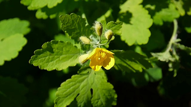 Chelidonium majus。春天背景模糊的大白屈菜的蓬松的黄色花。视频片段高清静态摄像机视频素材