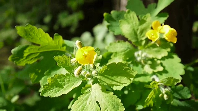 Chelidonium majus。春天背景模糊的大白屈菜的蓬松的黄色花。视频片段高清静态摄像机视频素材