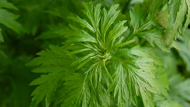 鲜药用植物黄花蒿视频素材