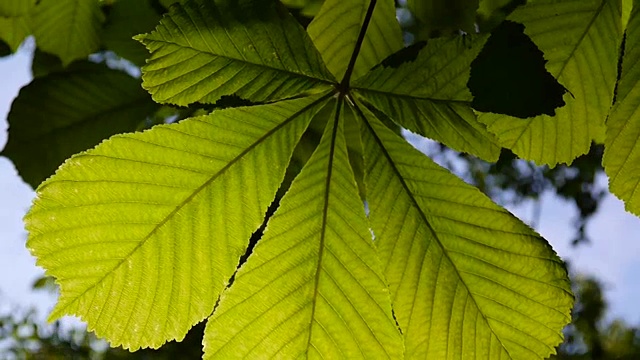 栗叶树被太阳照得透亮。视频高清拍摄在春季静态相机。齿栗叶视频素材