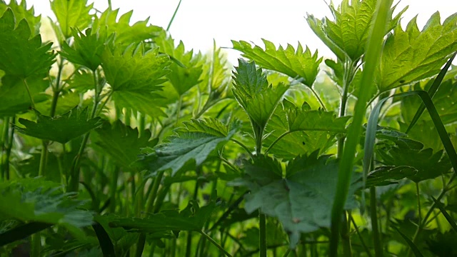 清新绿荨麻在春风中。荨麻属dioica。从地面向下看。视频片段静态摄像机视频素材