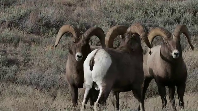 MS 4K拍摄与声音，大角羊(Ovis canadensis)在车辙期间撞头视频素材