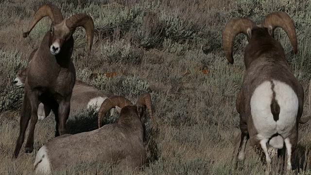 MS 4K拍摄与声音，大角羊(Ovis canadensis)在车辙期间撞头视频素材