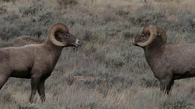 MS 4K拍摄与声音，大角羊(Ovis canadensis)在车辙期间撞头视频素材