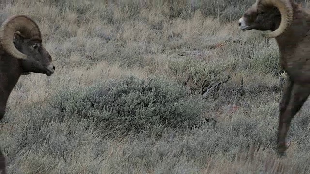 MS 4K拍摄与声音，大角羊(Ovis canadensis)在车辙期间撞头视频素材