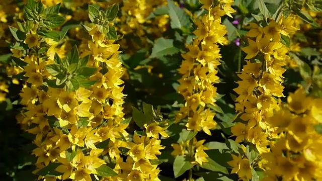 水仙花，花园里的黄花。珍珠菜、珍珠菜视频素材