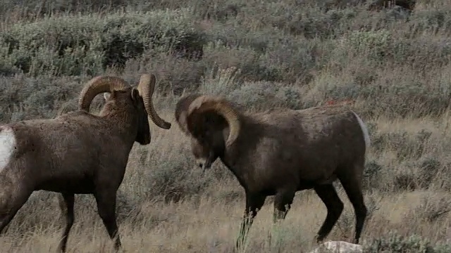 MS 4K拍摄与声音，大角羊(Ovis canadensis)在车辙期间撞头视频素材