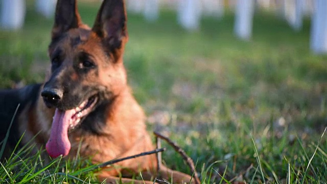 草地上一只喘气的德国牧羊犬，录像。视频素材