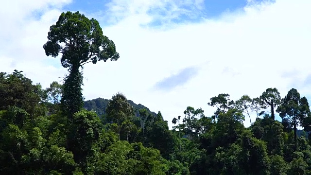 在蓝天的映衬下，丛林中的一棵大树。视频素材