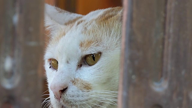 黄白色的猫在地板上视频素材