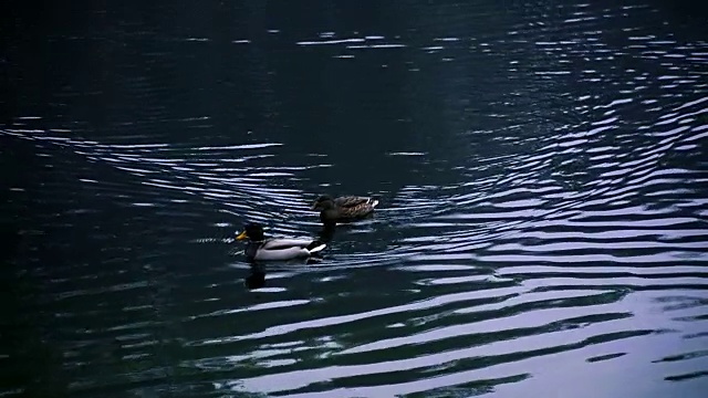 鸭子在湖里游泳。秋天的公园视频素材